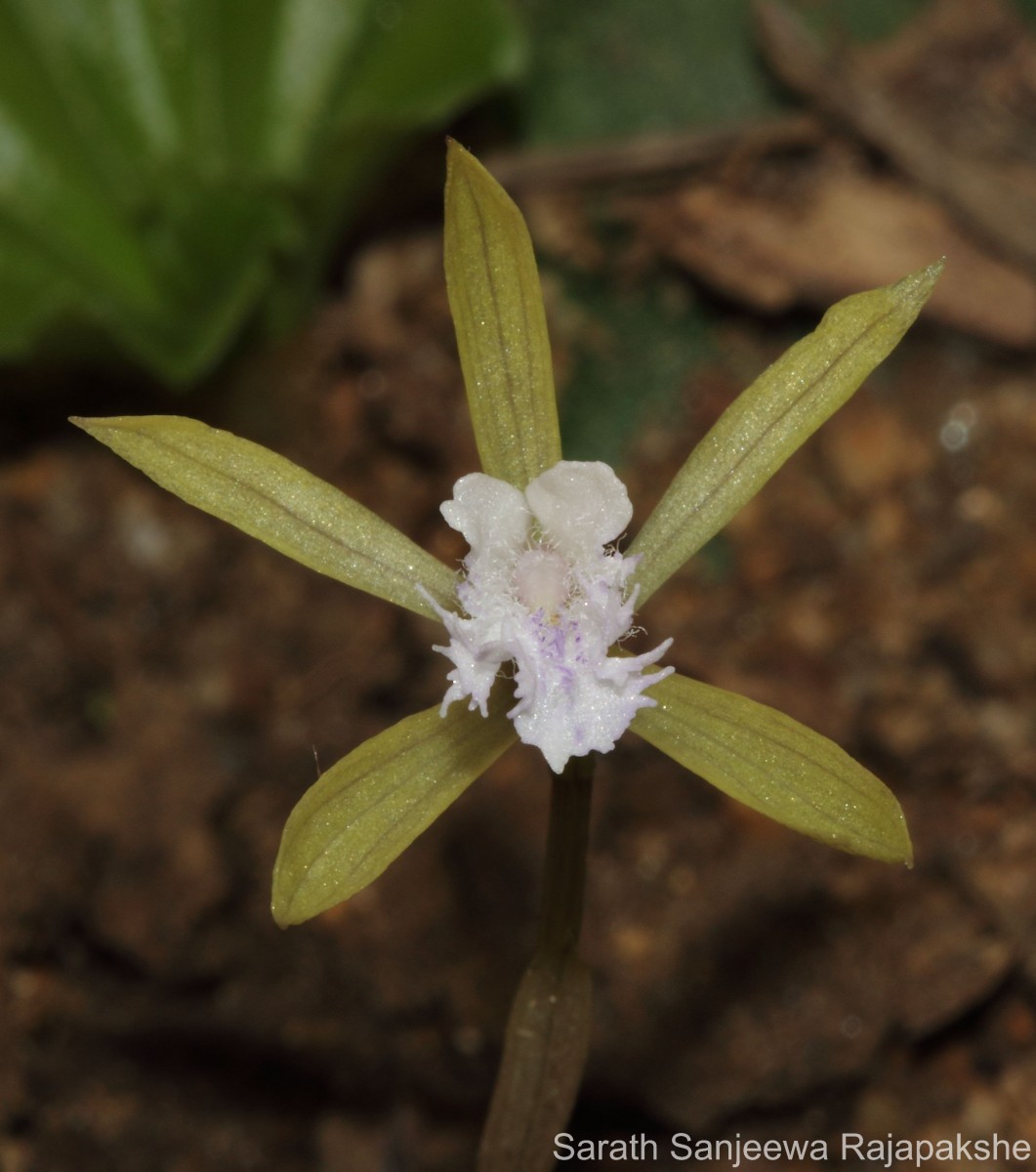 Nervilia simplex (Thouars) Schltr.